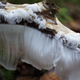 Illustration for article titled Why Does This Ice Look Exactly Like Hair